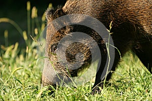 Wild boar