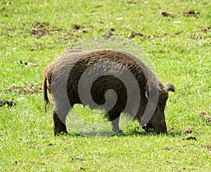 Wild boar