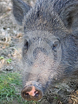 Wild boar