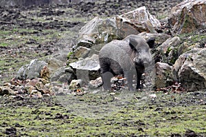 Wild boar