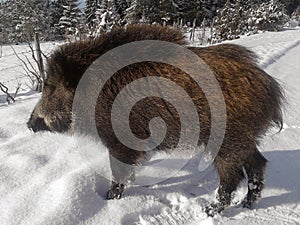 Wild boar