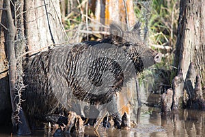 Wild boar