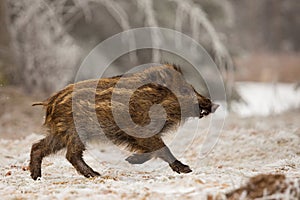 Wild Boar