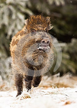 Wild Boar