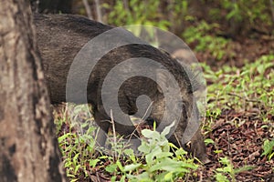 Wild boar