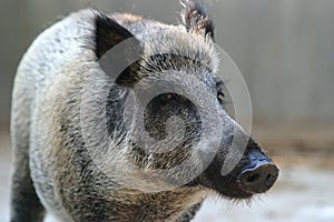 Wild Boar