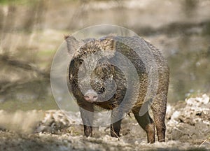 Wild boar closeup captured in  wildlife animal in Pakistan