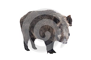 Wild boar, also wild pig