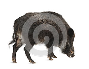Wild boar, also wild pig, Sus scrofa