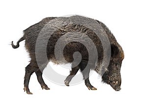 Wild boar, also wild pig, Sus scrofa photo