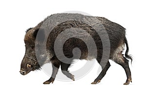 Wild boar, also wild pig, Sus scrofa photo