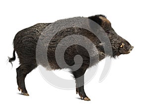 Wild boar, also wild pig, Sus scrofa