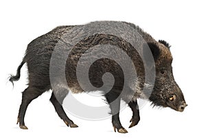 Wild boar, also wild pig, Sus scrofa