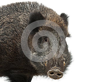 Wild boar, also wild pig, Sus scrofa photo