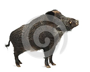 Wild boar, also wild pig, Sus scrofa photo