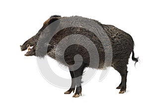 Wild boar, also wild pig, Sus scrofa photo