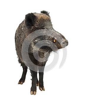 Wild boar, also wild pig, Sus scrofa