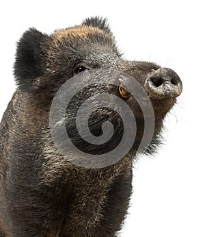 Wild boar, also wild pig, Sus scrofa