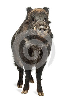 Wild boar, also wild pig, Sus scrofa photo