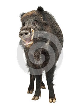 Wild boar, also wild pig, Sus scrofa