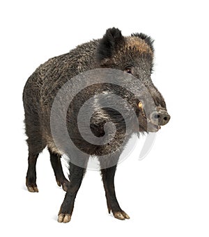 Wild boar, also wild pig, Sus scrofa photo