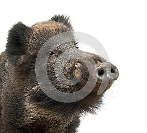 Wild boar, also wild pig, Sus scrofa