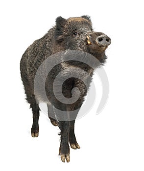 Wild boar, also wild pig, Sus scrofa