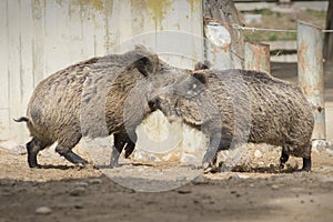 Wild boars fight also known as the wild swine