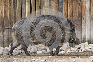 Wild boar also known as the wild swine