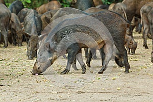Wild boar,animal,deer in zoo.