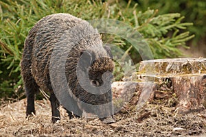 Wild boar in autumn