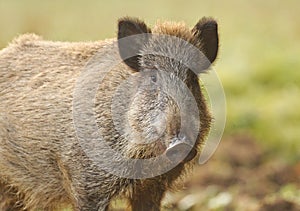 Wild boar in autumn