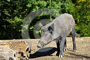 Wild boar in autumn forest