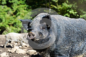 Wild boar in autumn forest