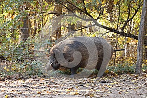 Wild boar in autumn forest