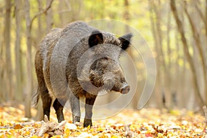 Wild boar in autumn forest