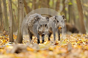 Wild boar in autumn forest