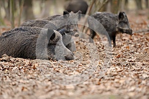 Wild boar in autumn forest