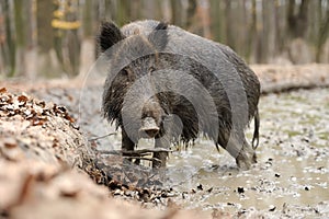 Wild boar in autumn forest