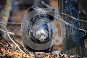 Wild boar in autumn forest. Wildlife scene from nature