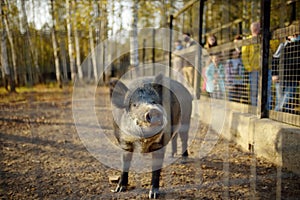 Wild boar is in aviary on livestock farm or zoo on sunny autumn day. People visiting a zoo for watching with wildlife animals