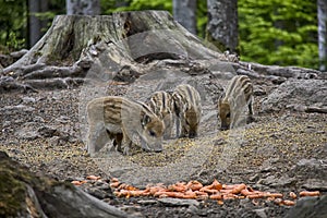 Wild boar babies.