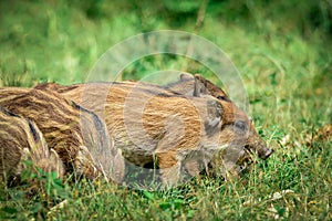 Wild boar baby in the forest