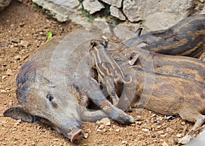 Wild boar baby and its mom