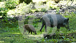 Wild boar with a baby in a park