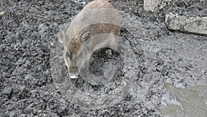 Wild boar baby searching for food in the mud