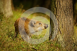 Wild boar baby sniffing to the tree trunk