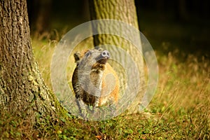 Wild boar baby sniffing between tree trunks