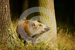 Wild boar baby in yellow grass sniffing between tree trunks