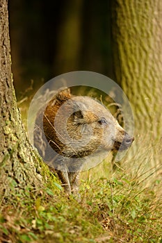 Wild boar baby in yellow grass sniffing between tree trunks